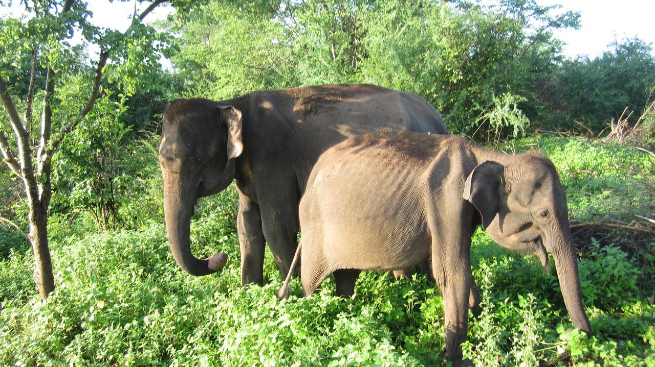 Ranith Villa Тангалла Экстерьер фото